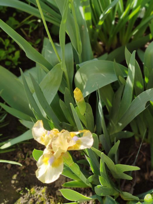 Карликові іриси набір