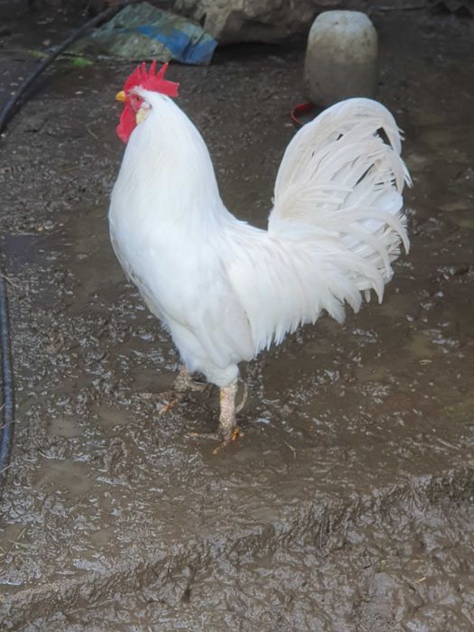 Galos  Leghorn  brancos.