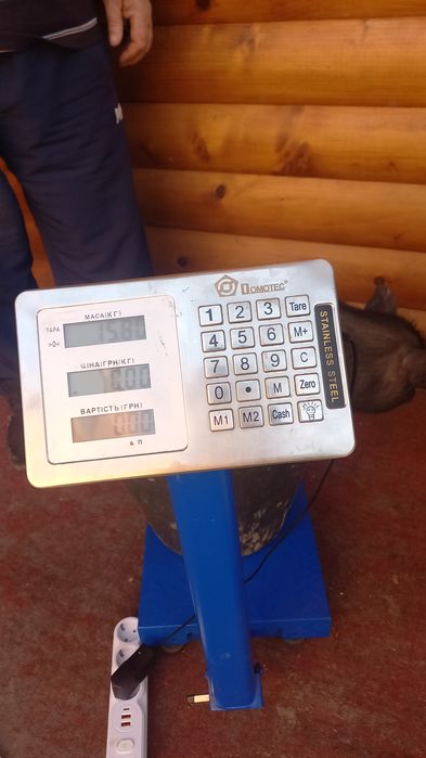 Продам свиню Кармал