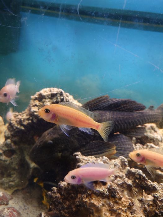 Glonojad zbrojniki 45cm