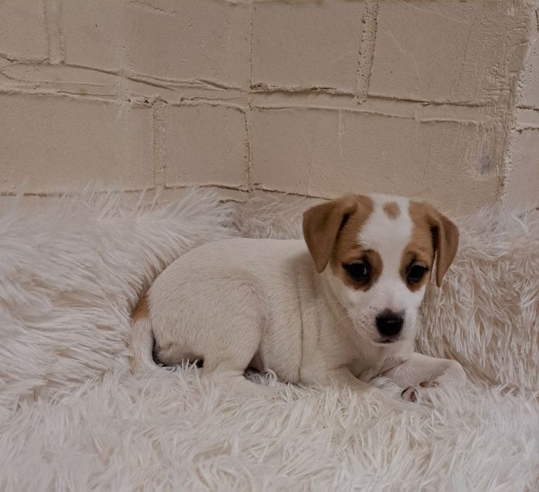 Jack Russell Terrier