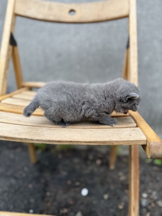 Віддамо кошеня в хороші руки