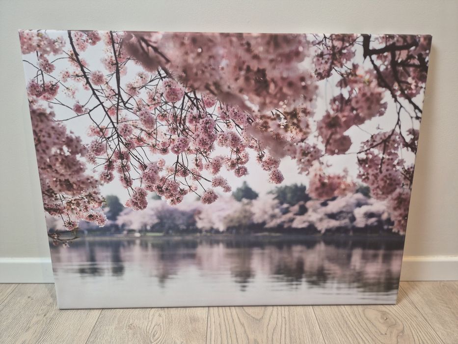 Obraz kwiat wiśni 60x80cn