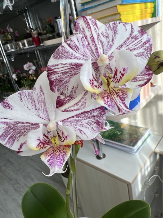 Продам орхідею Milky Way