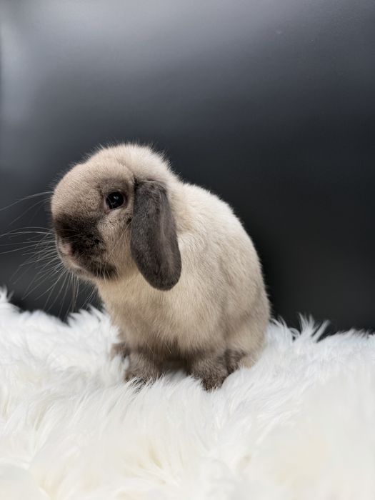 Samiec Mini Lop - Import