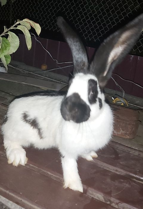 німецький строкач