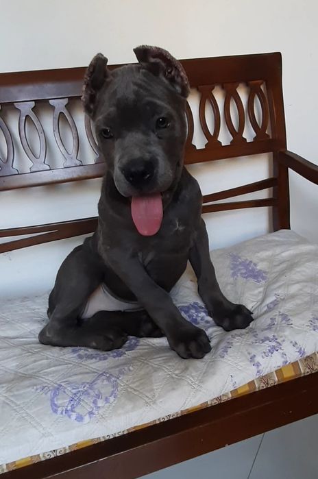 купірувана дівчинка кане корсо