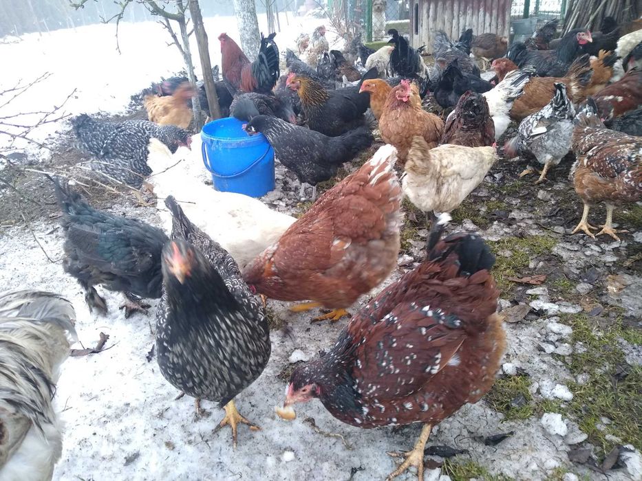 Jaja lęgowe, Wyandotte ceramiczne z miksami, wysyłkam