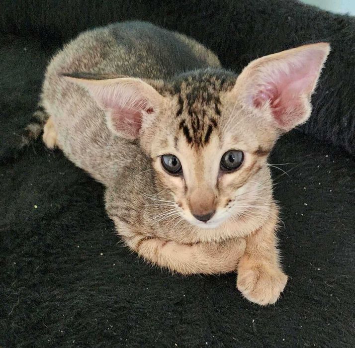 Сіамо Орієнтальна група дівчатка Феліція та Февронія