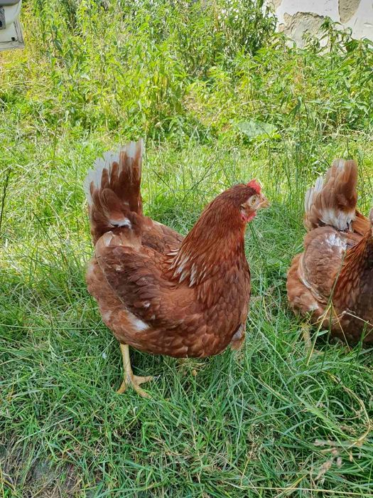 Кури несучки на яйця.