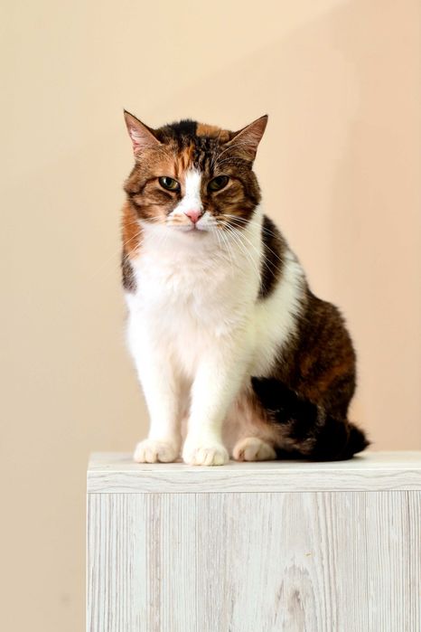 Чудесная кошечка Мими ищет заботливую семью