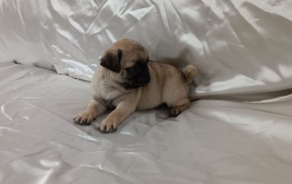 Fêmea Pug carlin