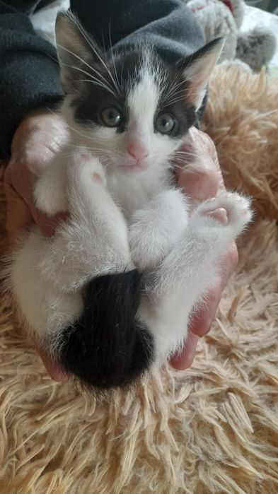 віддаємо  3 Кошенятки хлопчики