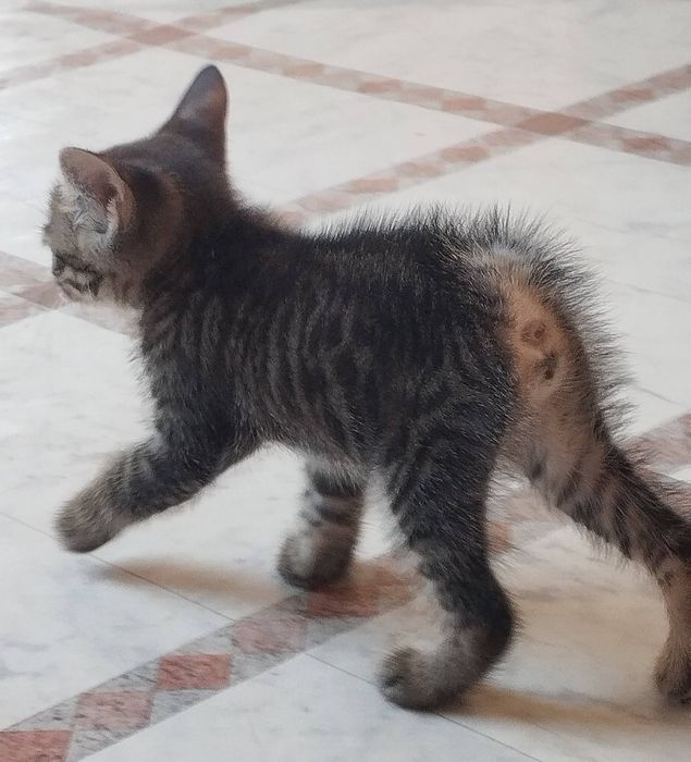 Курильский бобтейл