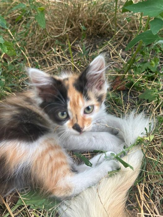Кошенята безкоштовно