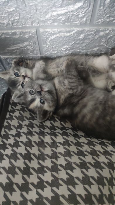 Шотландьска прямовуха