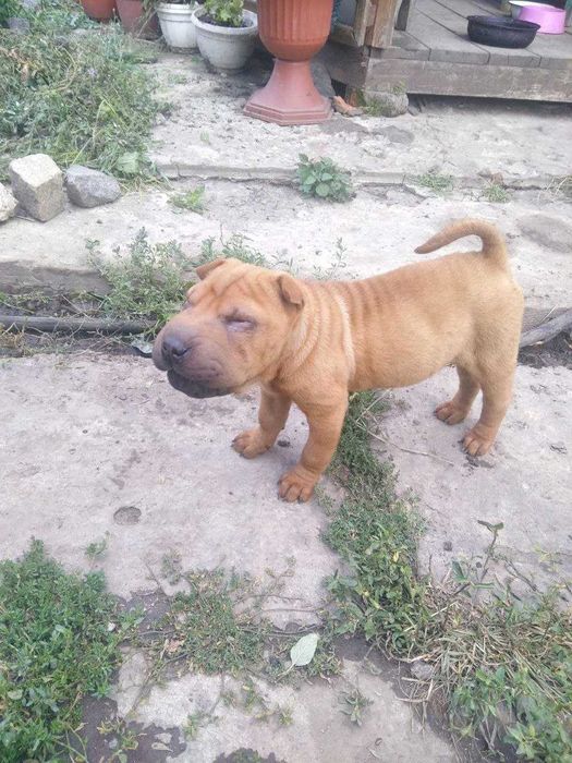 Продам шарпеев(Мальчики)