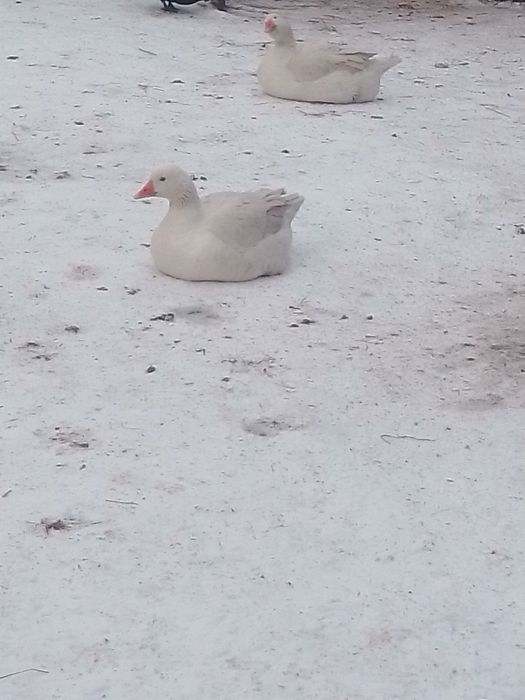 Продам молодих гусей