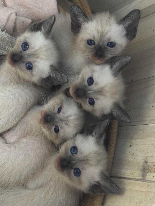 Kotka balijska doskonała dla alergika , do felinoterapii