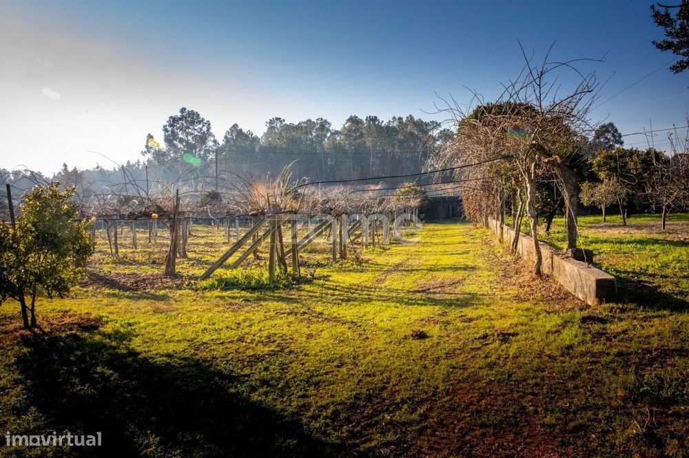 Quinta Kiwis, 1,7ha, 2 casas, piscina, Estrada Real, Águeda, Aveiro