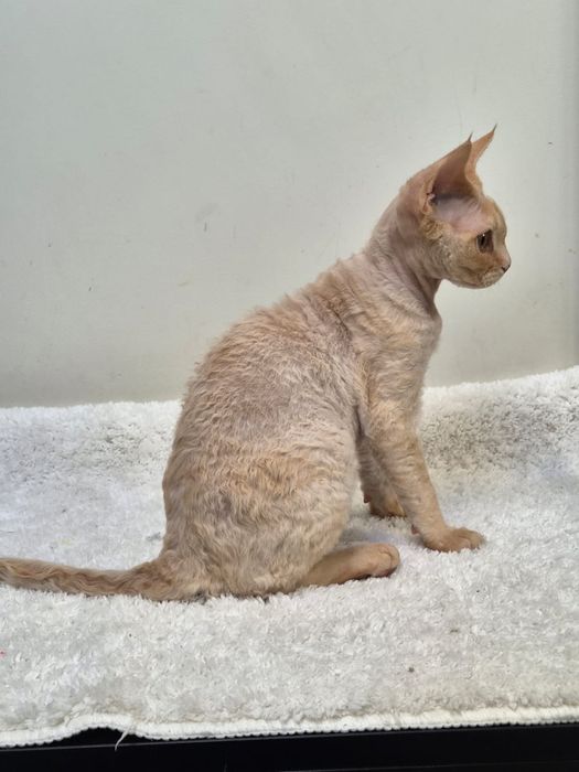 Devon rex, piekny kocur devon rex, FPL, FIFE