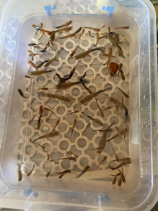 Продам гупіків ( акваріумні рибки)