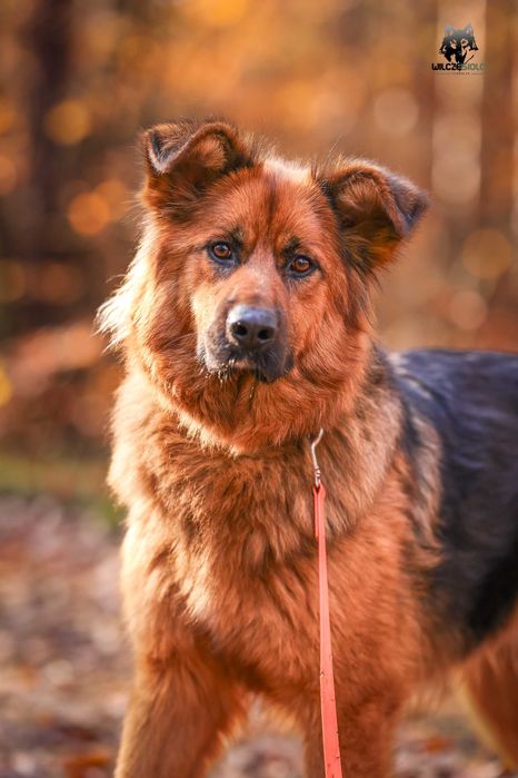 Hebe , młoda suka w typie owczarka do adopcji z fundacji