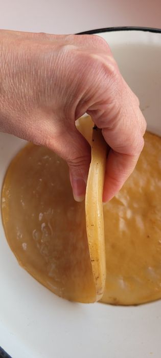 Чайний гриб. КОМБУЧА.