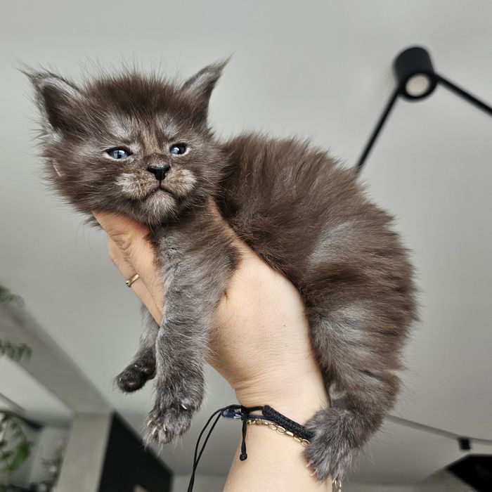 Koteczka Maine coon rodowód Fpl