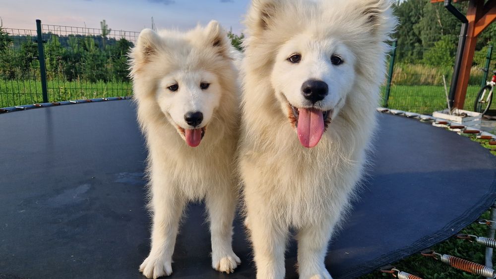 Szczeniaki Samoyed