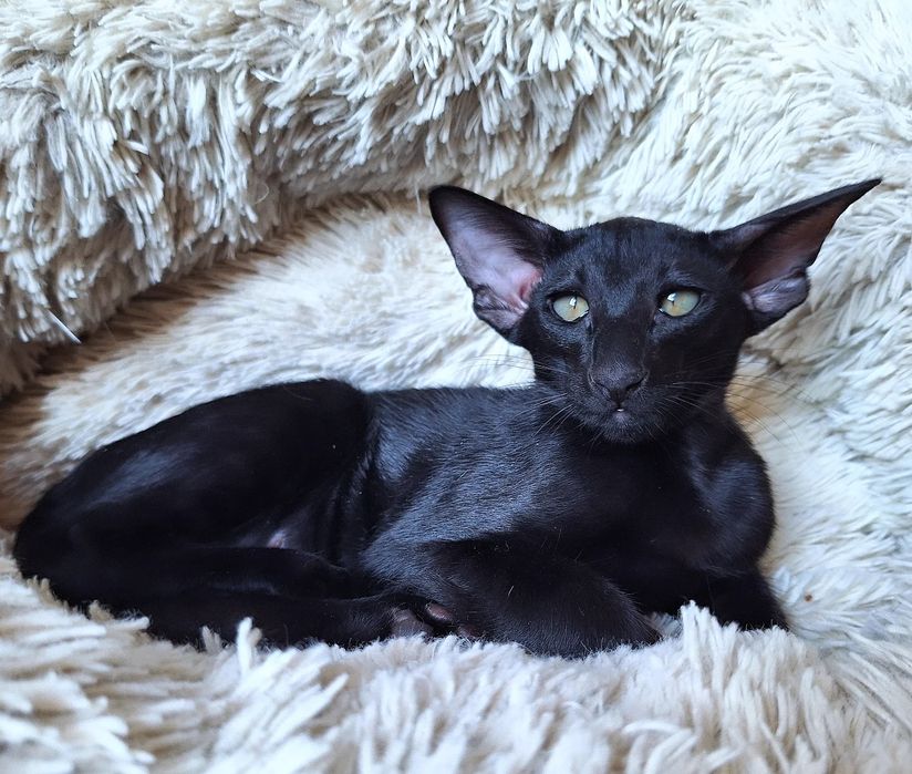 Детеныши Чужого))