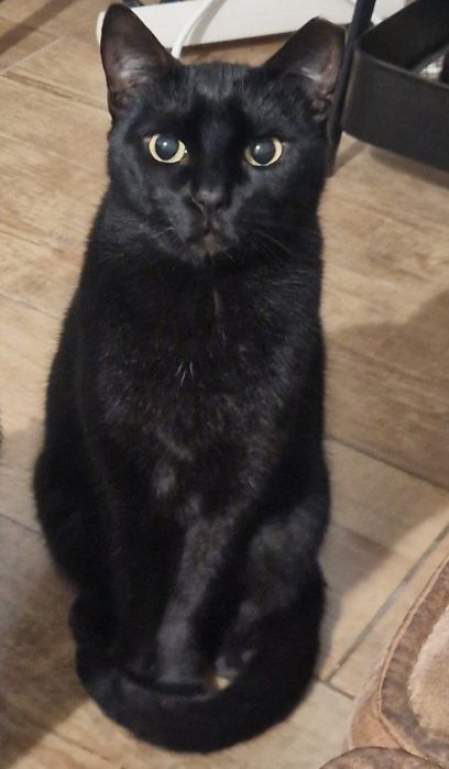 Uma Companheira Especial à Procura de um Lar!