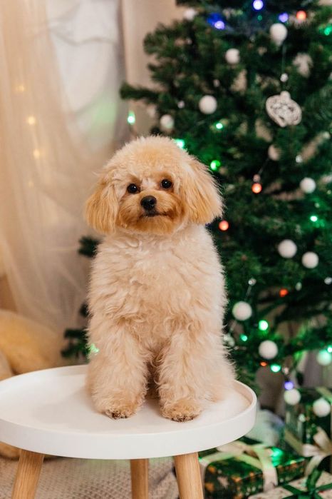 Мальтіпу хлопчик шукає дівчинку