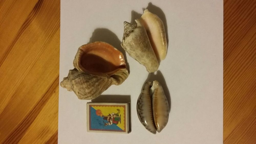 Ракушки 3 шт.