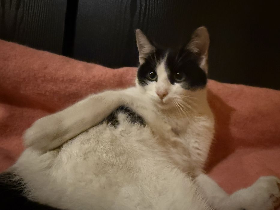 Kocurek Kubuś do adopcji