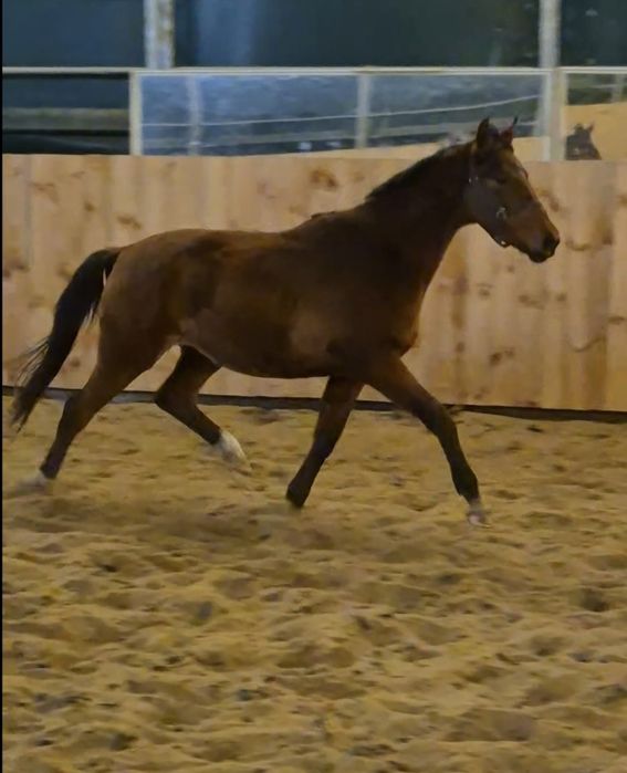 Wałaszek gniady Legion