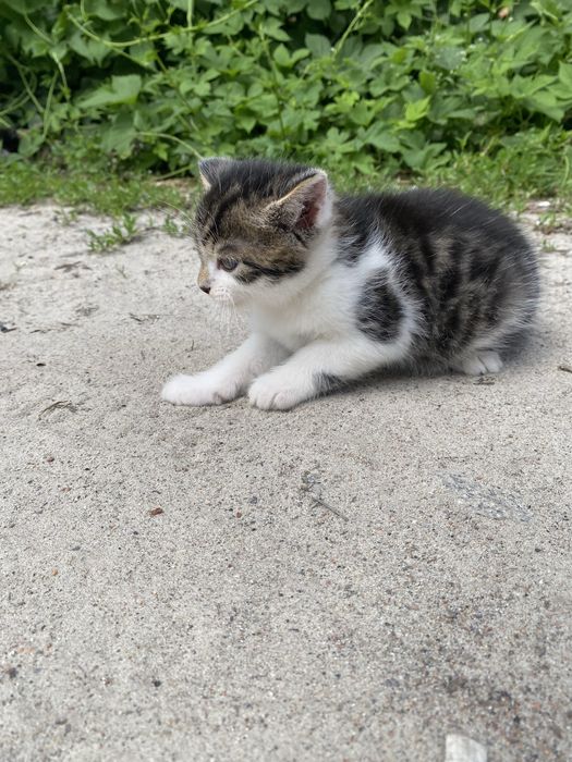 Кошенята безоплатно