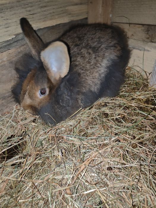 Króliki mix gepard/lew