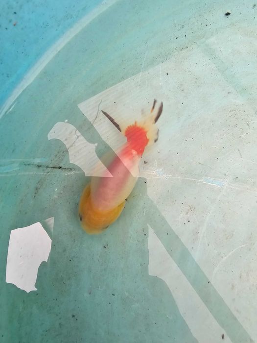 Kinguio oranda ranchu