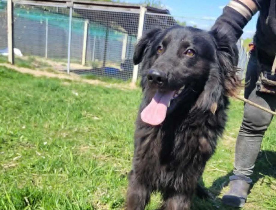 Piękny MANGO w typie flat coated retrievera szuka domu !! Do adopcji !!