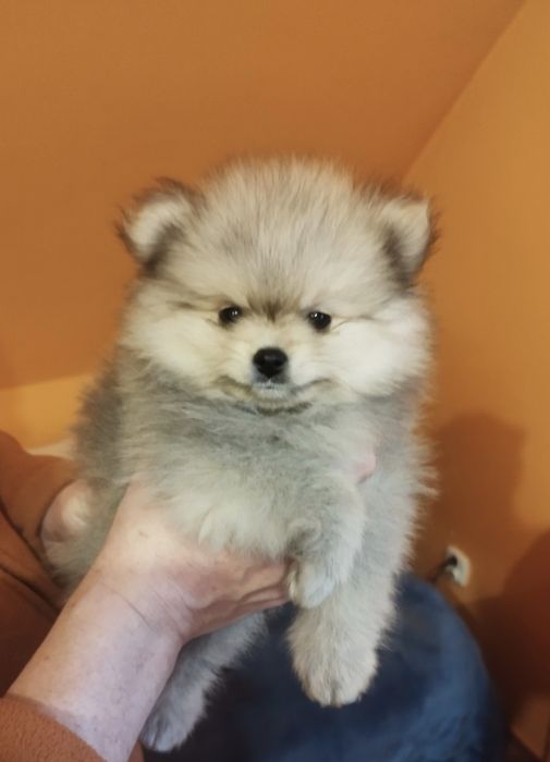 Zkwp Pomeranian szpic miniaturowy