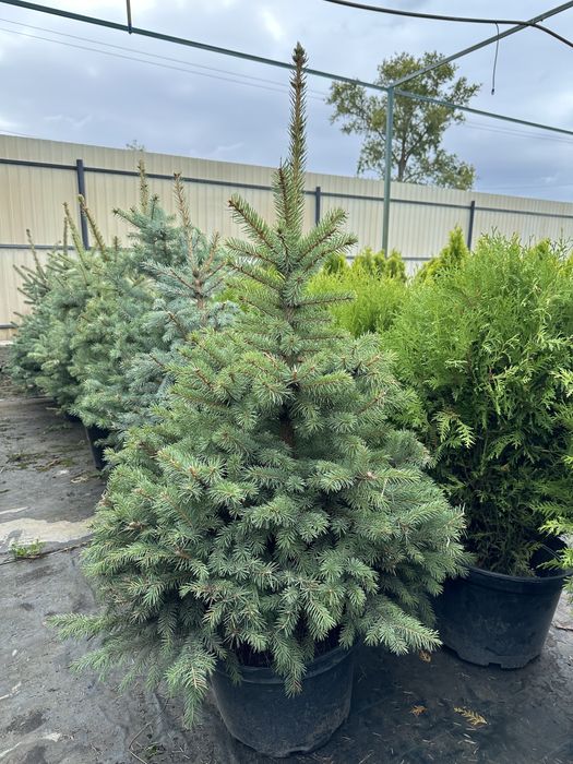 Ялинка, ялинка новорічна , ялинка Кейбаб, жива ялинка, йолка