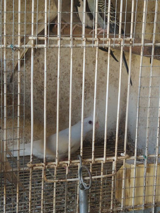 Caturras Face branca, Pérola Canela Face Branca e Albina