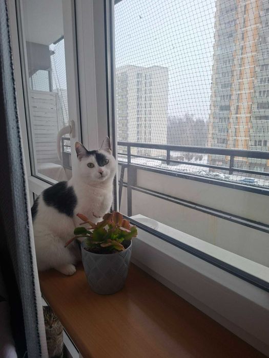 Kotka Beluga gotowa na zmianę