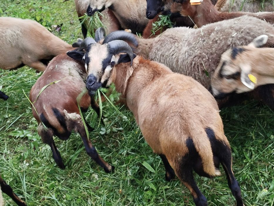 Baran tryk sprzedam 2 sztuki .