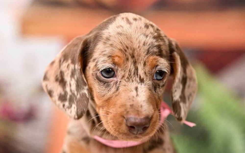Teckel choco merle