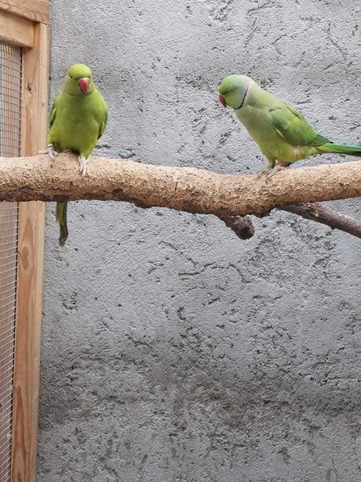 Casal de ring  nekks REPRODUTORES