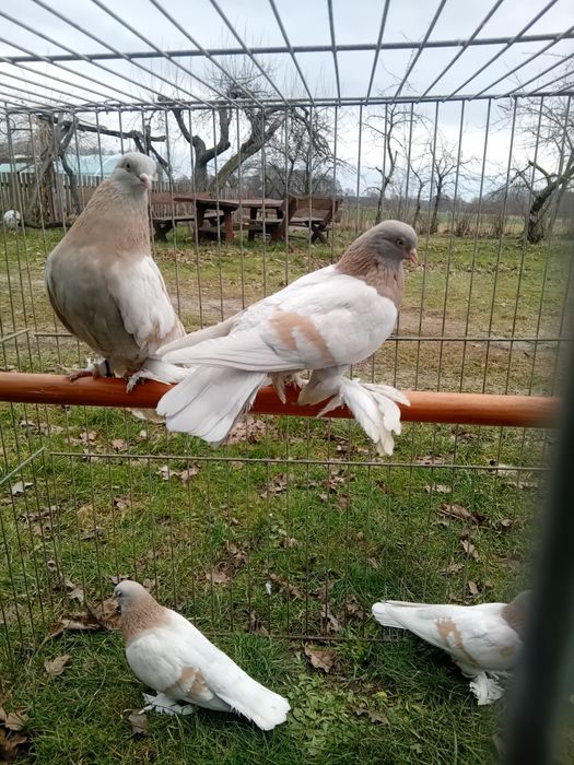 Blauwinder blauwindry gołębie
