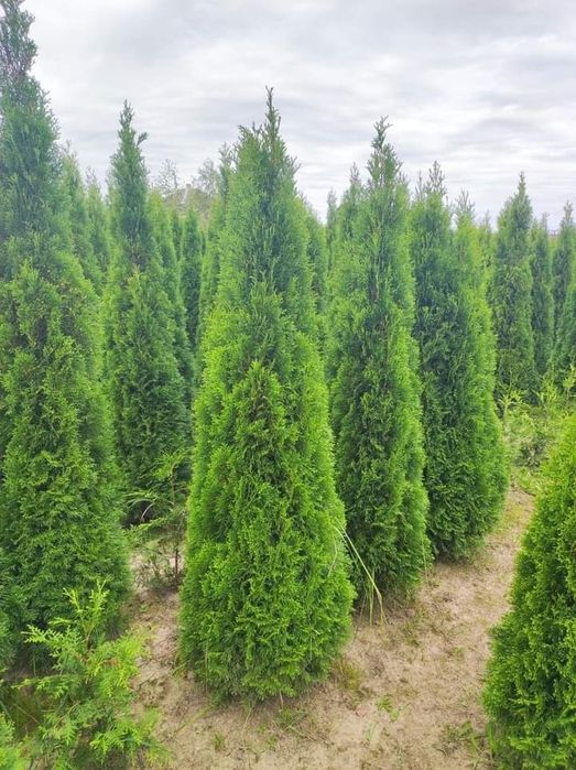 Садовий центр предлагает.