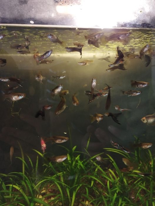 Продам рибок гуппі